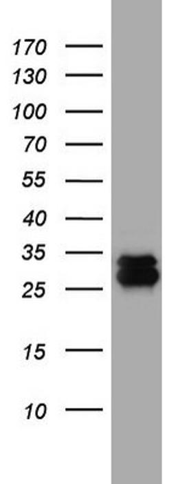 Western Blot: CD99 Antibody (1D5) [NBP2-46181] - Analysis of A549 cell lysate (35ug).