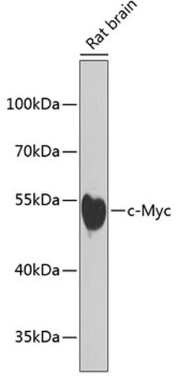 Western blot - c-Myc antibody (A1309)