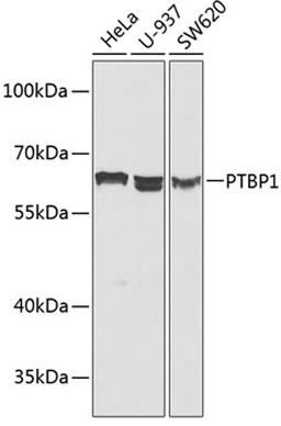 Western blot - PTBP1 antibody (A1831)