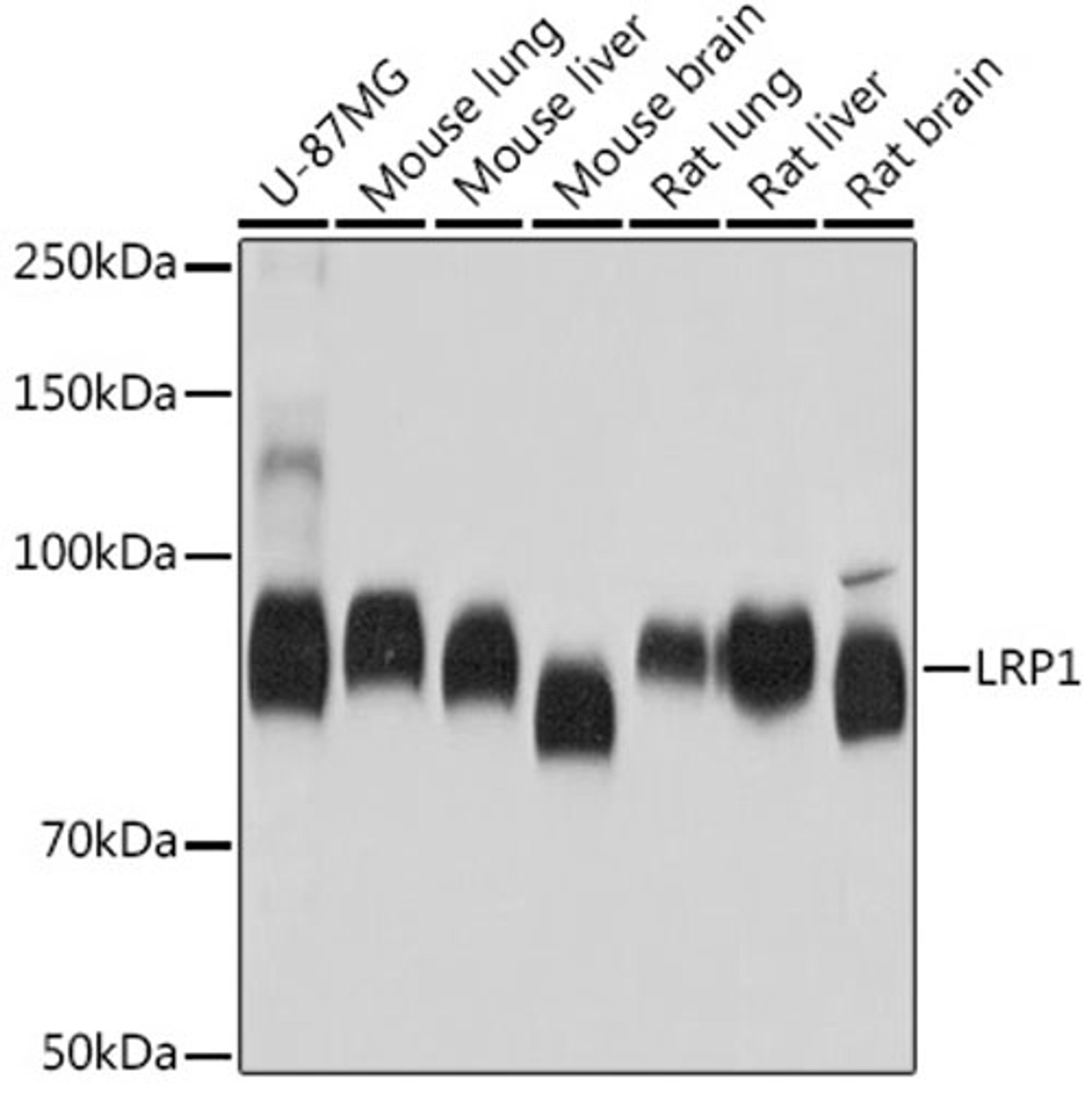 Western blot - LRP1 antibody (A0633)