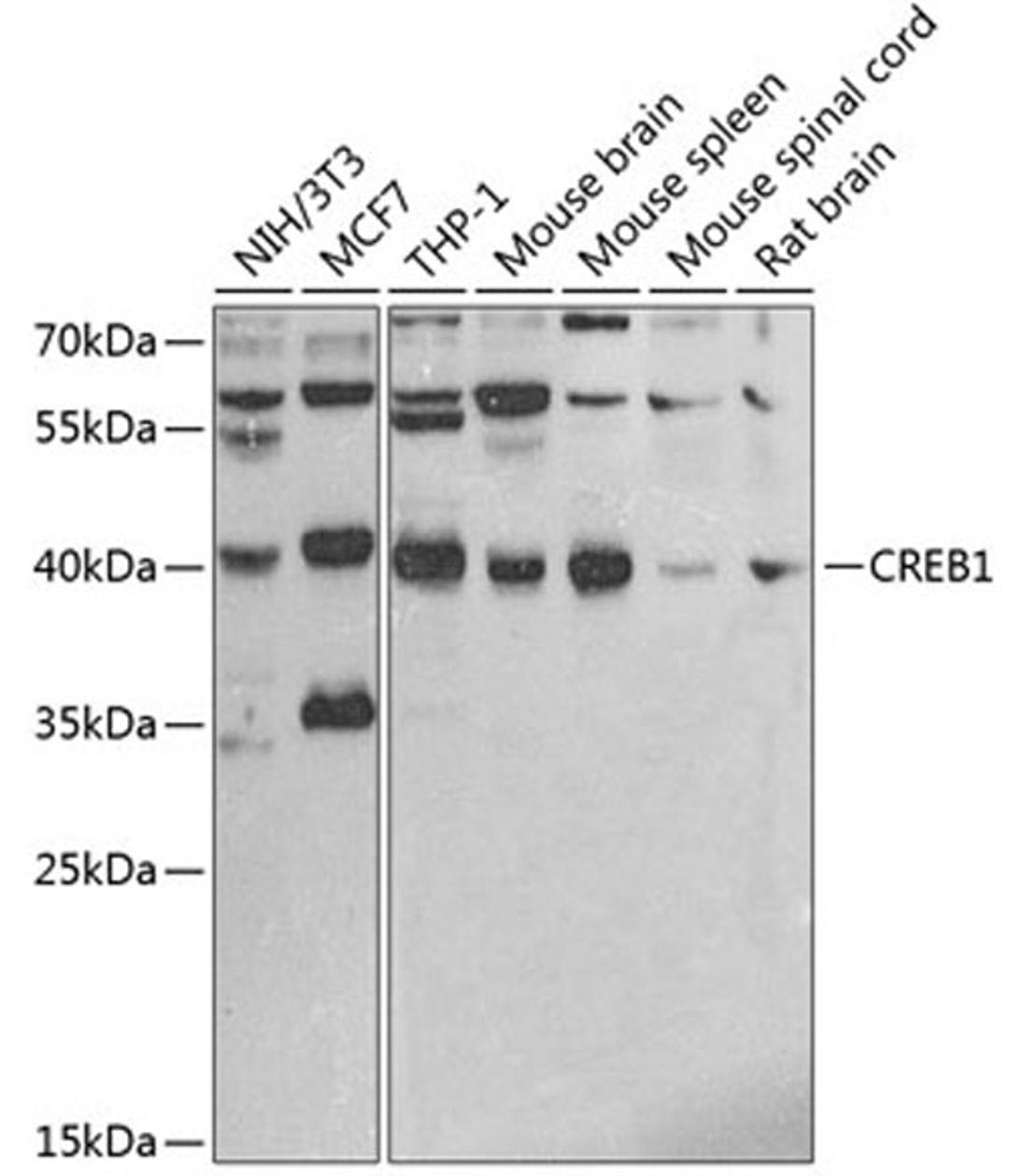 Western blot - CREB1 antibody (A2431)