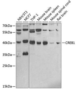 Western blot - CREB1 antibody (A2431)