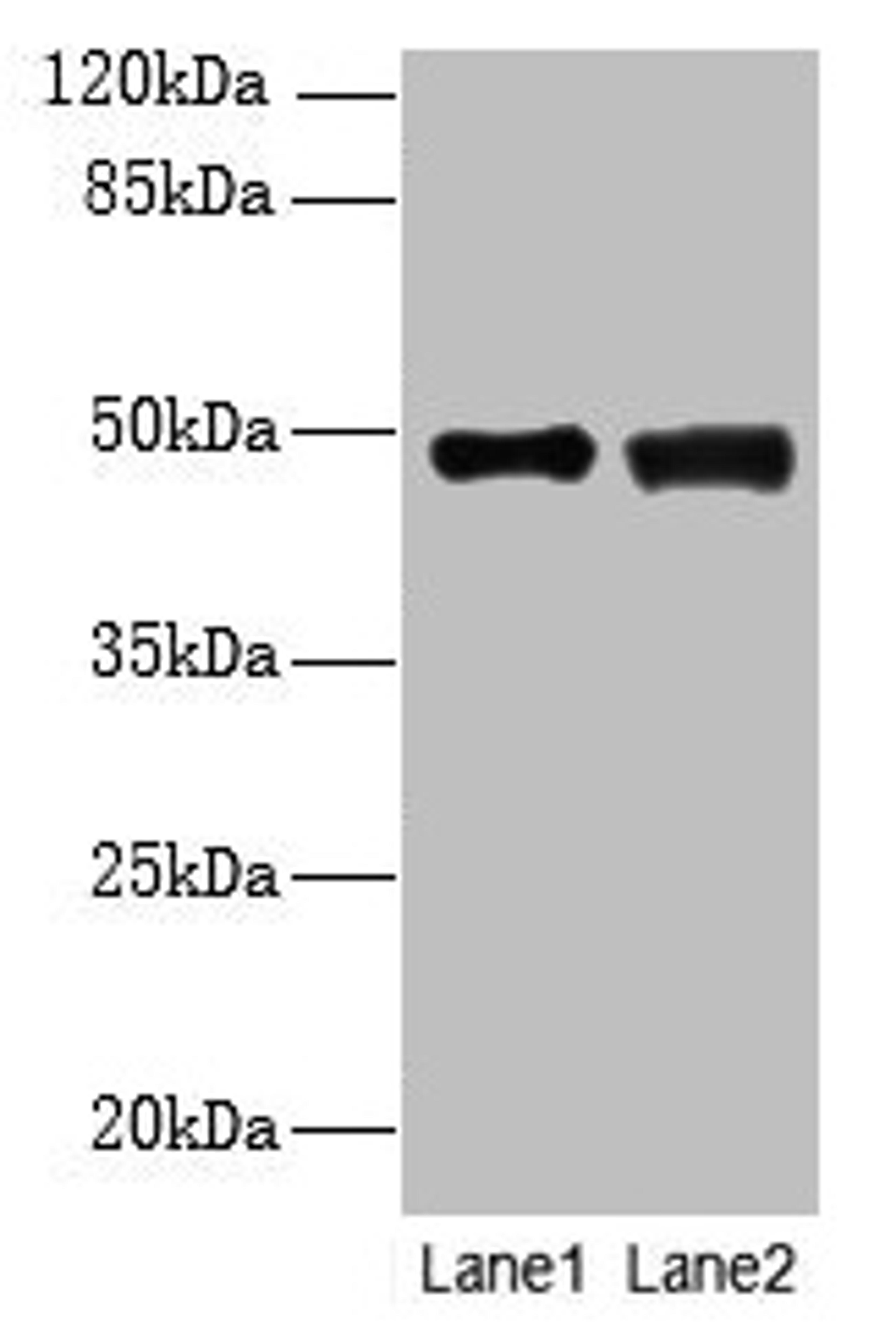 Western blot. All lanes: DBF4B antibody at 4µg/ml. Lane 1: MCF-7 whole cell lysate. Lane 2: A549 whole cell lysate. Secondary. Goat polyclonal to rabbit IgG at 1/10000 dilution. Predicted band size: 68, 48, 55, 19 kDa. Observed band size: 48 kDa