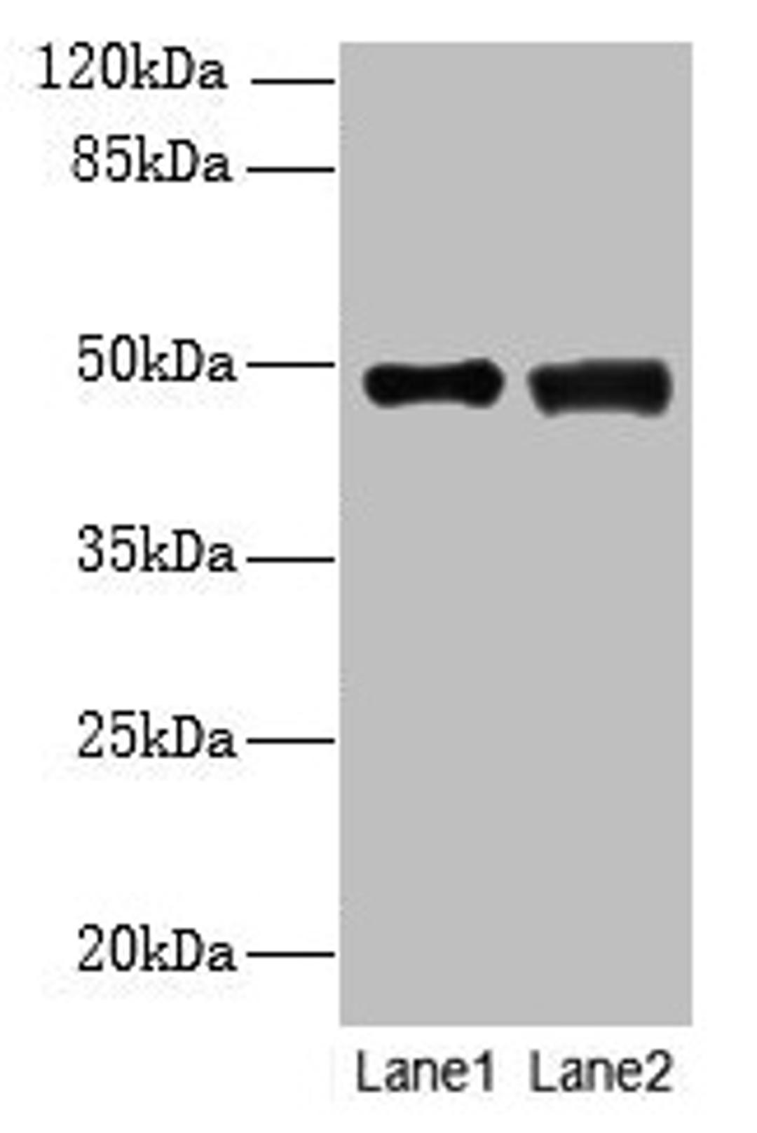 Western blot. All lanes: DBF4B antibody at 4µg/ml. Lane 1: MCF-7 whole cell lysate. Lane 2: A549 whole cell lysate. Secondary. Goat polyclonal to rabbit IgG at 1/10000 dilution. Predicted band size: 68, 48, 55, 19 kDa. Observed band size: 48 kDa