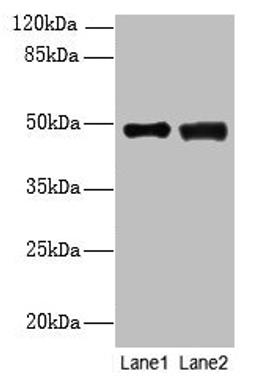 Western blot. All lanes: DBF4B antibody at 4µg/ml. Lane 1: MCF-7 whole cell lysate. Lane 2: A549 whole cell lysate. Secondary. Goat polyclonal to rabbit IgG at 1/10000 dilution. Predicted band size: 68, 48, 55, 19 kDa. Observed band size: 48 kDa