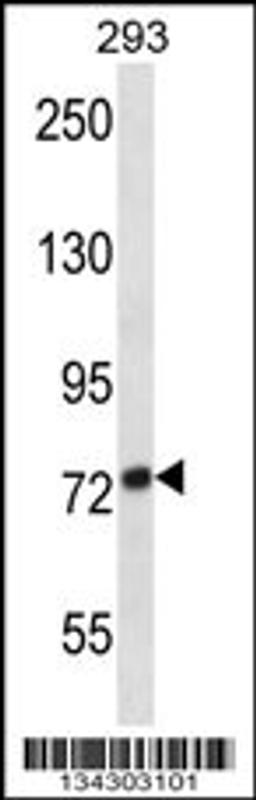 Western blot analysis in 293 cell line lysates (35ug/lane).