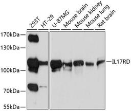 Western blot - IL17RD antibody (A10031)