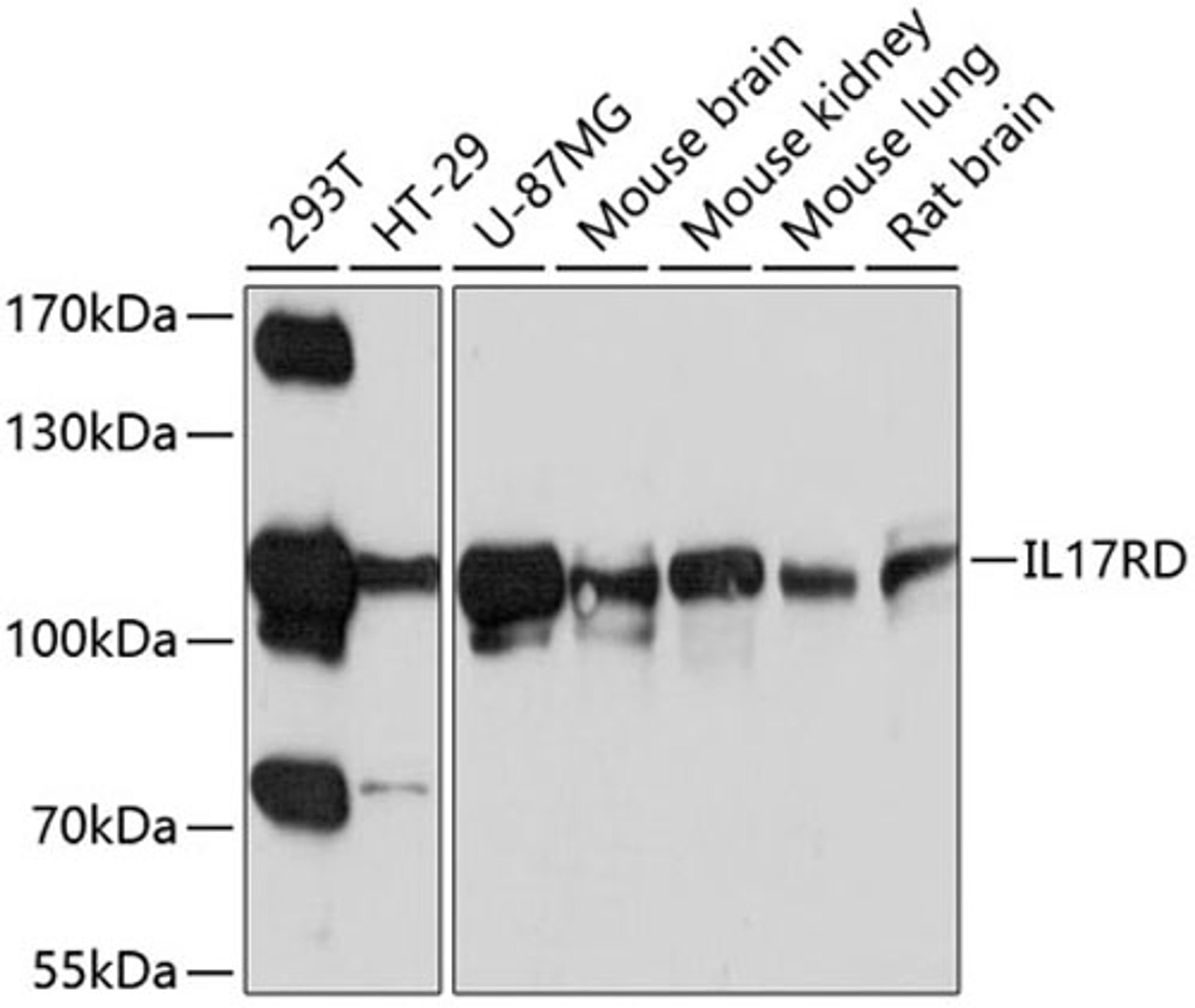 Western blot - IL17RD antibody (A10031)