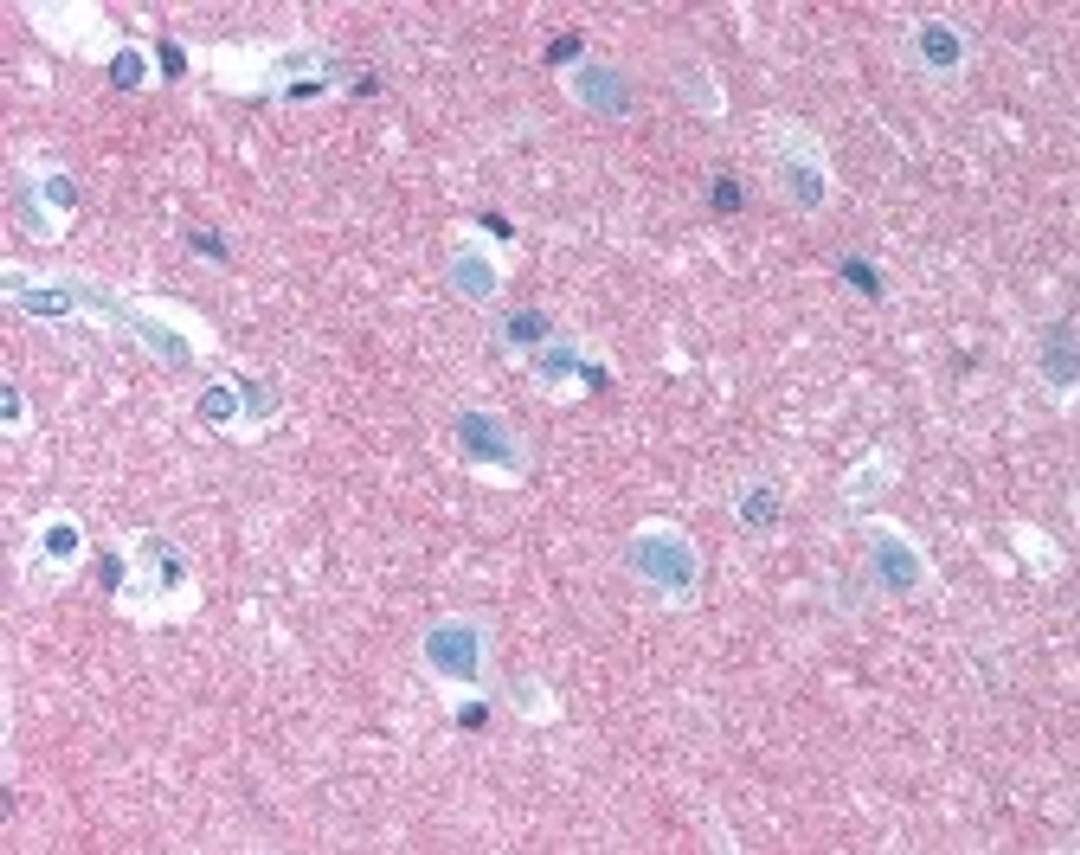 Immunohistochemistry staining of NCAM1 in brain cortex tissue using NCAM1 monoclonal Antibody.