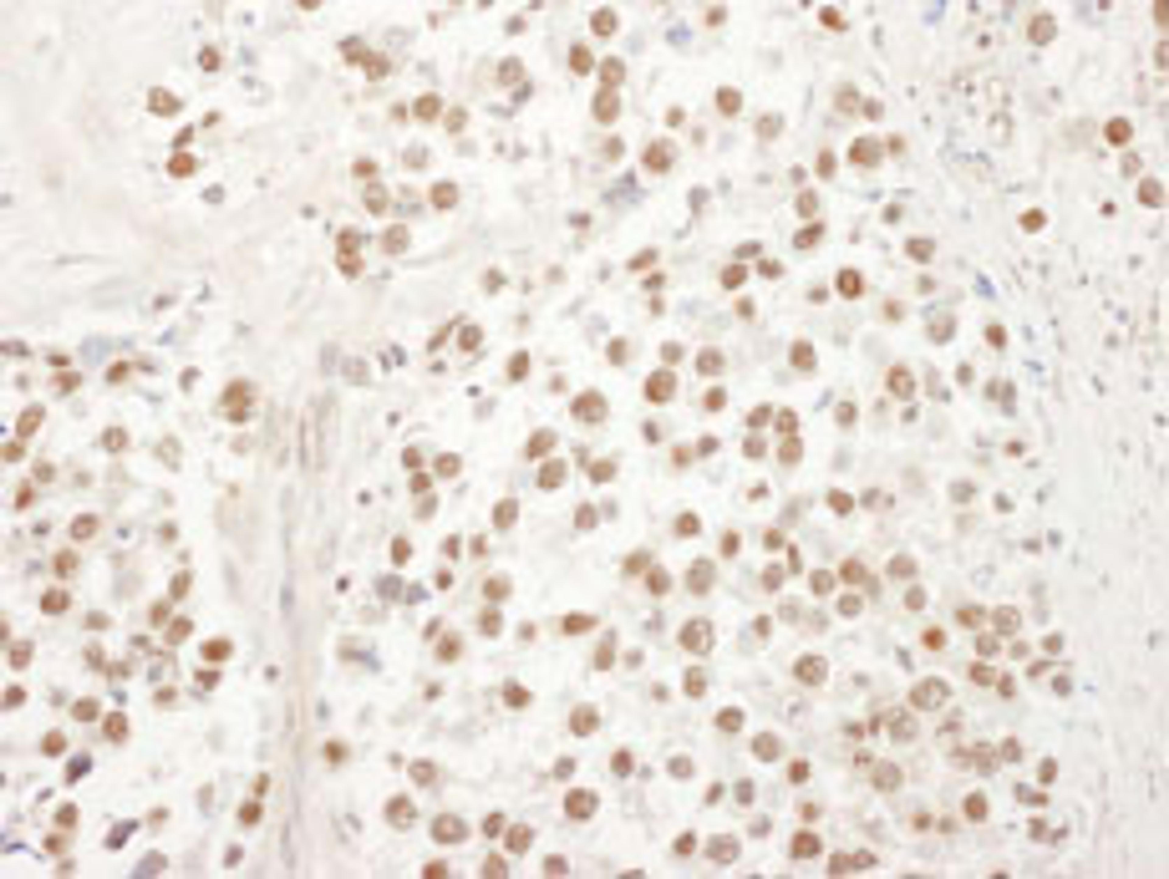 Detection of human UBL7 by immunohistochemistry.