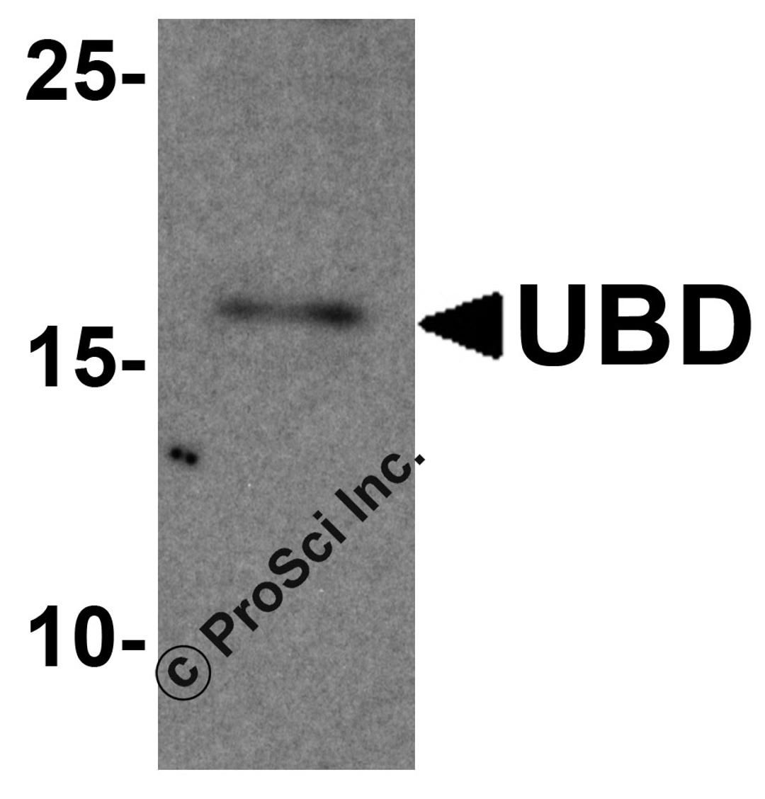 Western blot analysis of UBD in human testis tissue lysate with UBD antibody at 1 &#956;g/ml.