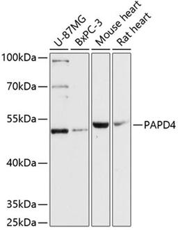 Western blot - PAPD4 antibody (A13238)