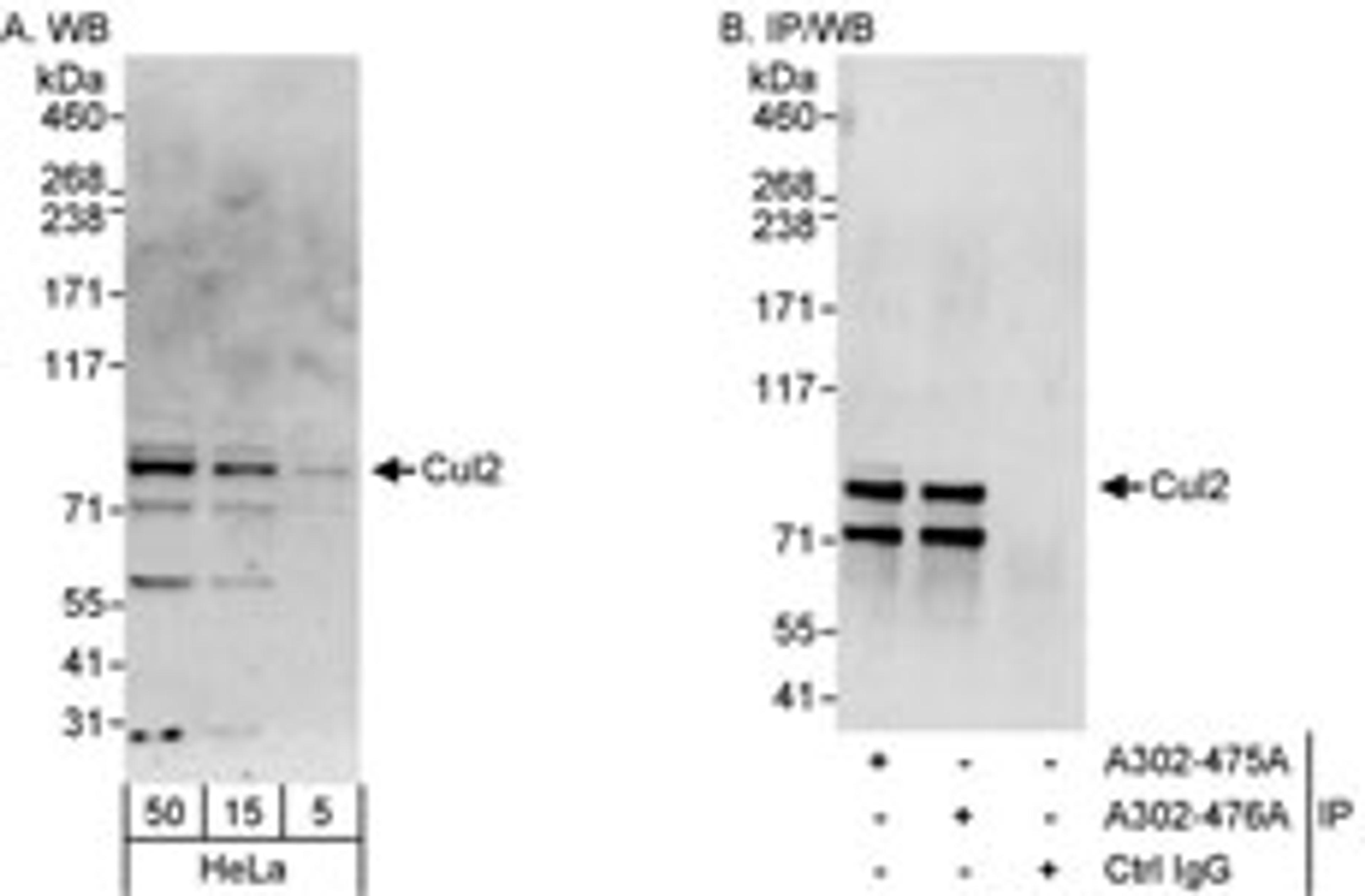 Detection of human Cul2 by western blot and immunoprecipitation.