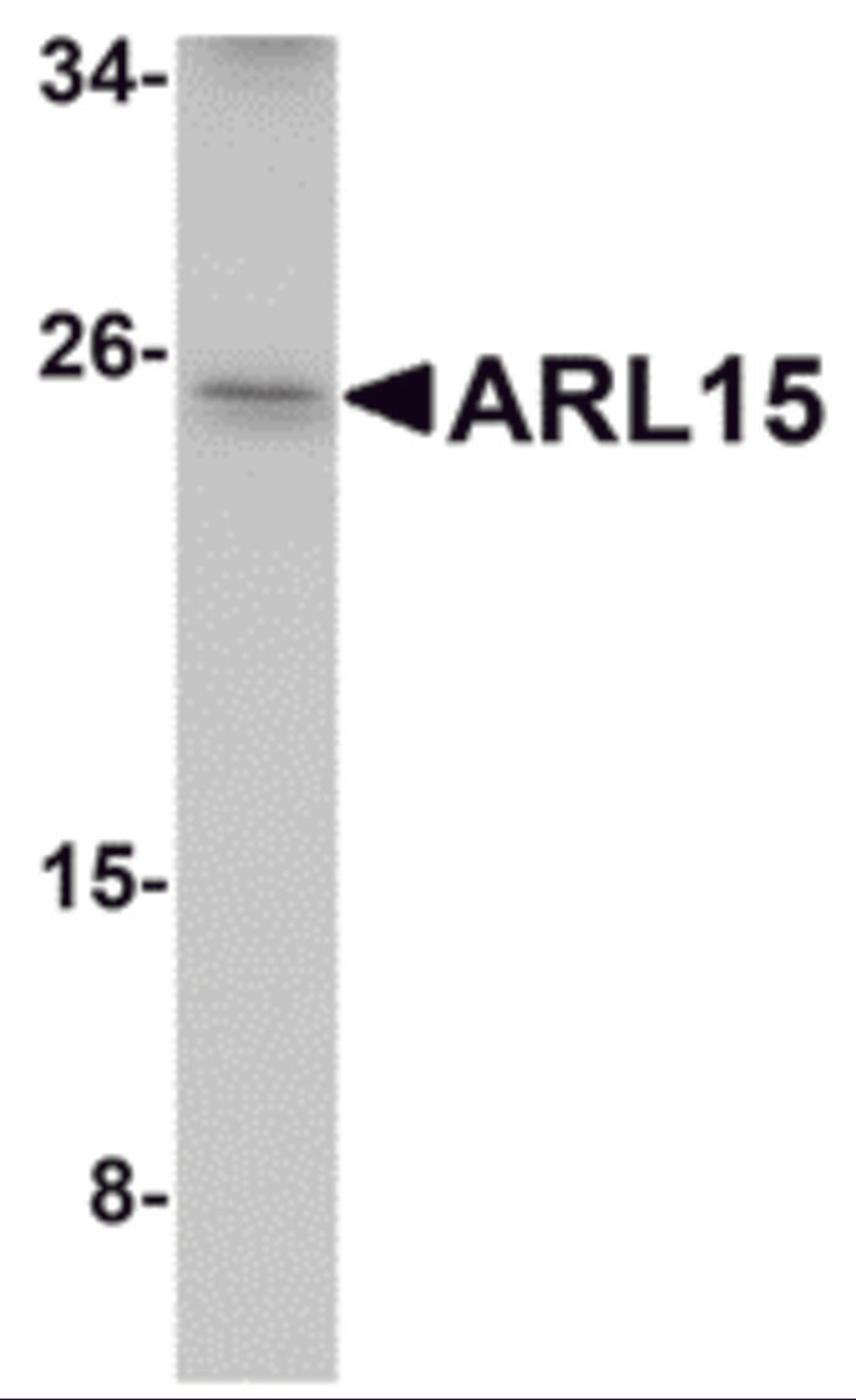 Western blot analysis of ARL15 in K562 cell lysate with ARL15 antibody at 1 &#956;g/mL.