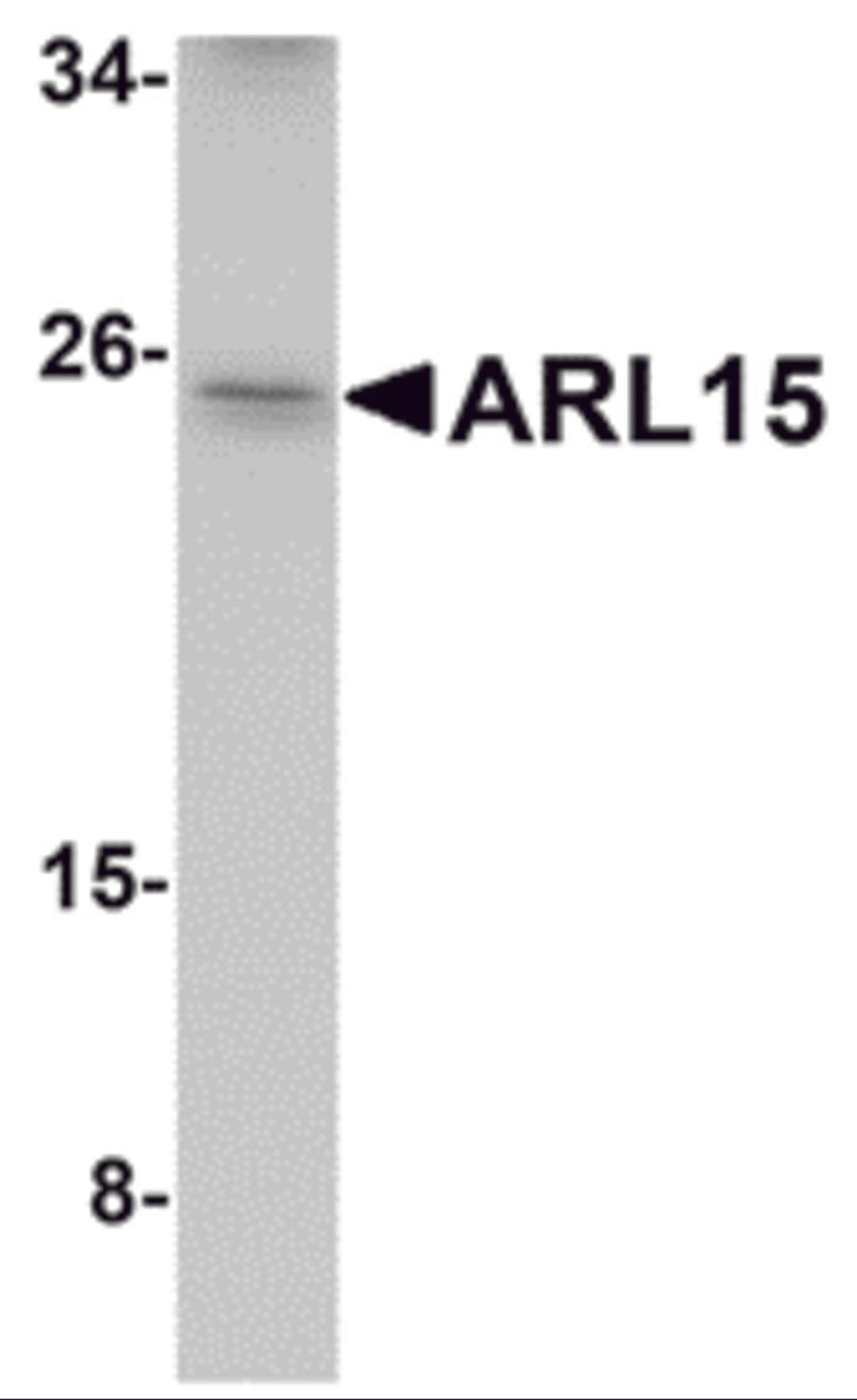 Western blot analysis of ARL15 in K562 cell lysate with ARL15 antibody at 1 μg/mL.