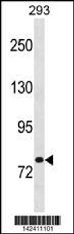 Western blot analysis in 293 cell line lysates (35ug/lane).