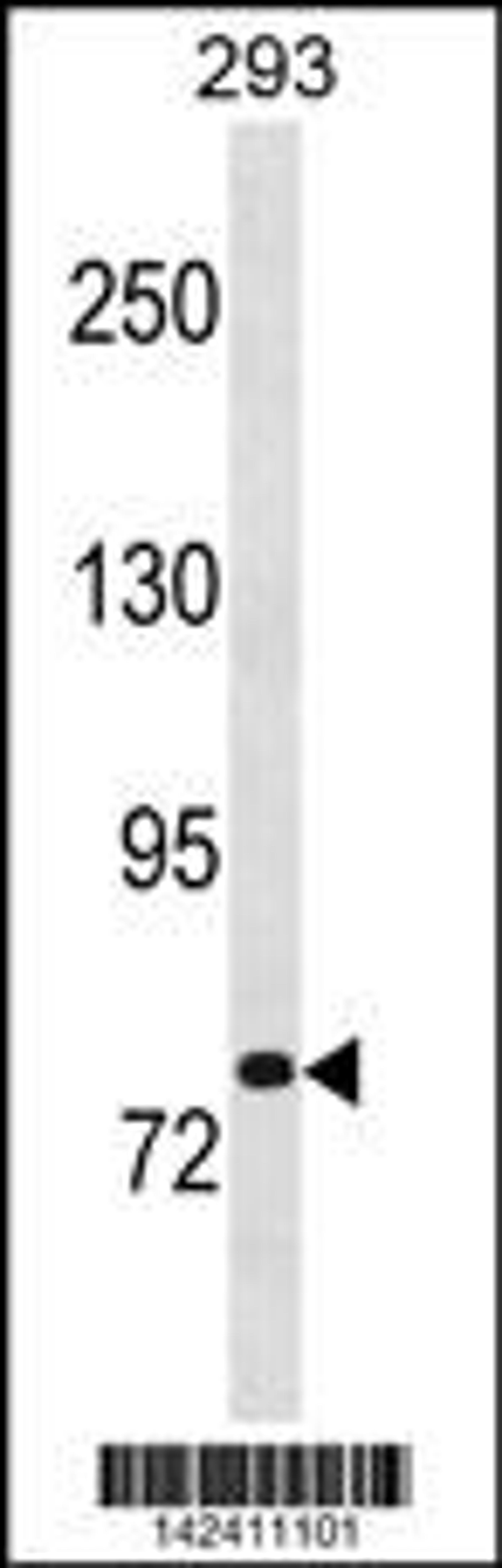 Western blot analysis in 293 cell line lysates (35ug/lane).