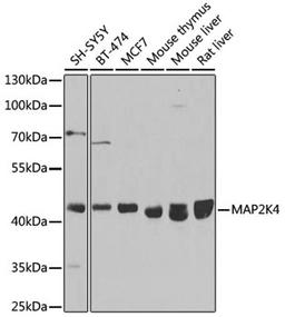 Western blot - MAP2K4 antibody (A14781)