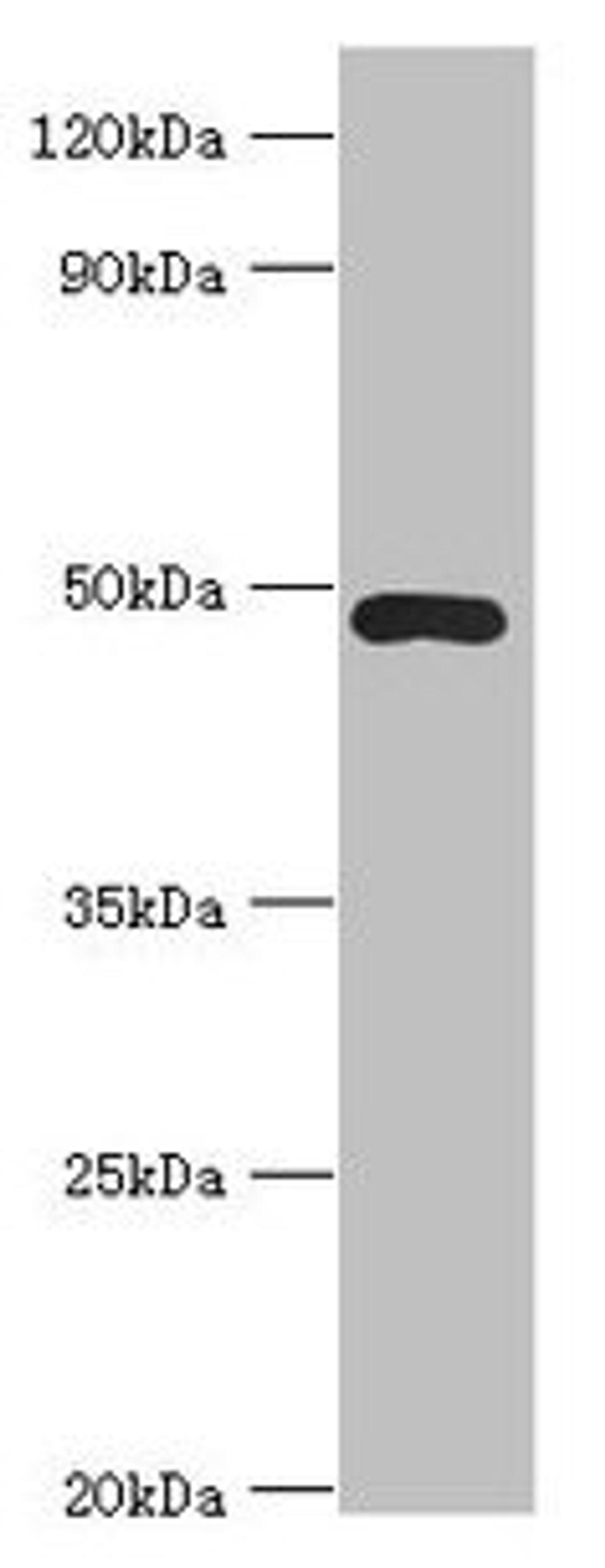 Western blot. All lanes: ACTR3B antibody at 8µg/ml + HepG2 whole cell lysate. Secondary. Goat polyclonal to rabbit IgG at 1/10000 dilution. Predicted band size: 48, 38, 40 kDa. Observed band size: 48 kDa