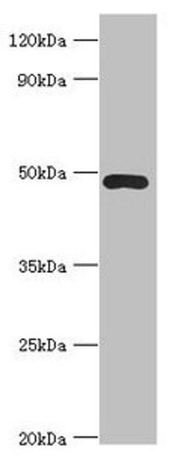 Western blot. All lanes: ACTR3B antibody at 8µg/ml + HepG2 whole cell lysate. Secondary. Goat polyclonal to rabbit IgG at 1/10000 dilution. Predicted band size: 48, 38, 40 kDa. Observed band size: 48 kDa