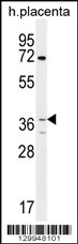 Western blot analysis in human placenta tissue lysates (35ug/lane).