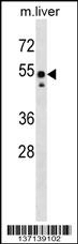 Western blot analysis in mouse liver tissue lysates (35ug/lane).This demonstratedetected the Src protein (arrow).