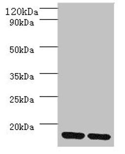 Western blot. All lanes: MRPL55 antibody at 2µg/ml. Lane 1: K562 whole cell lysaye. Lane 2: PC-3 whole cell lysaye. Secondary. Goat polyclonal to rabbit IgG at 1/10000 dilution. Predicted band size: 16, 19 kDa. Observed band size: 16 kDa
