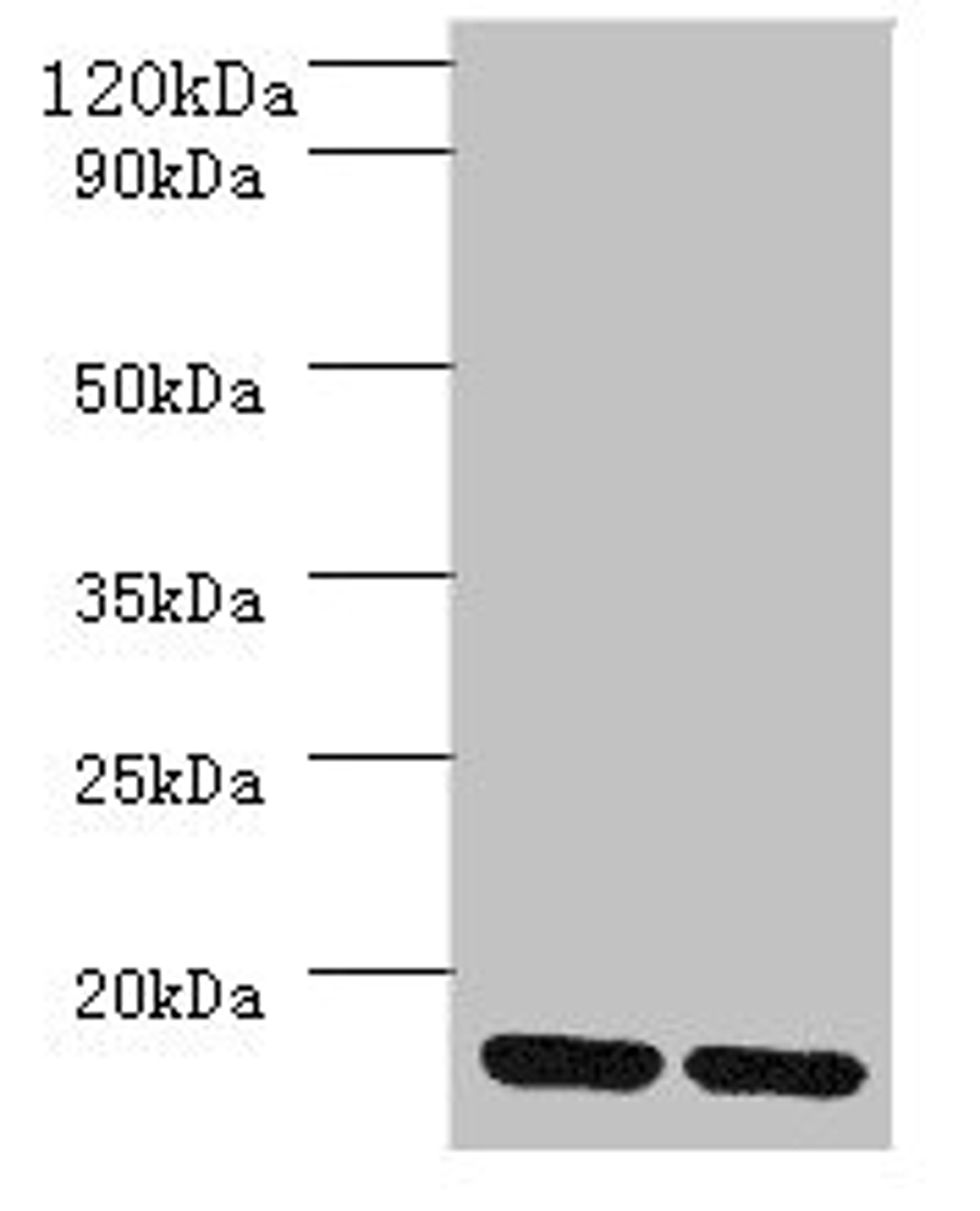 Western blot. All lanes: MRPL55 antibody at 2µg/ml. Lane 1: K562 whole cell lysaye. Lane 2: PC-3 whole cell lysaye. Secondary. Goat polyclonal to rabbit IgG at 1/10000 dilution. Predicted band size: 16, 19 kDa. Observed band size: 16 kDa