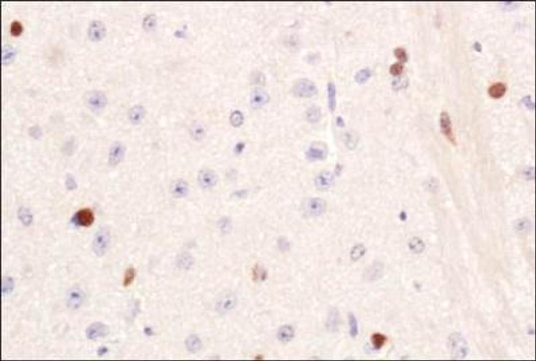 Immunohistochemistry: PIF1 Antibody [NBP1-97931] - IHC analysis of PIF1 in mouse brain using DAB with hematoxylin counterstain.