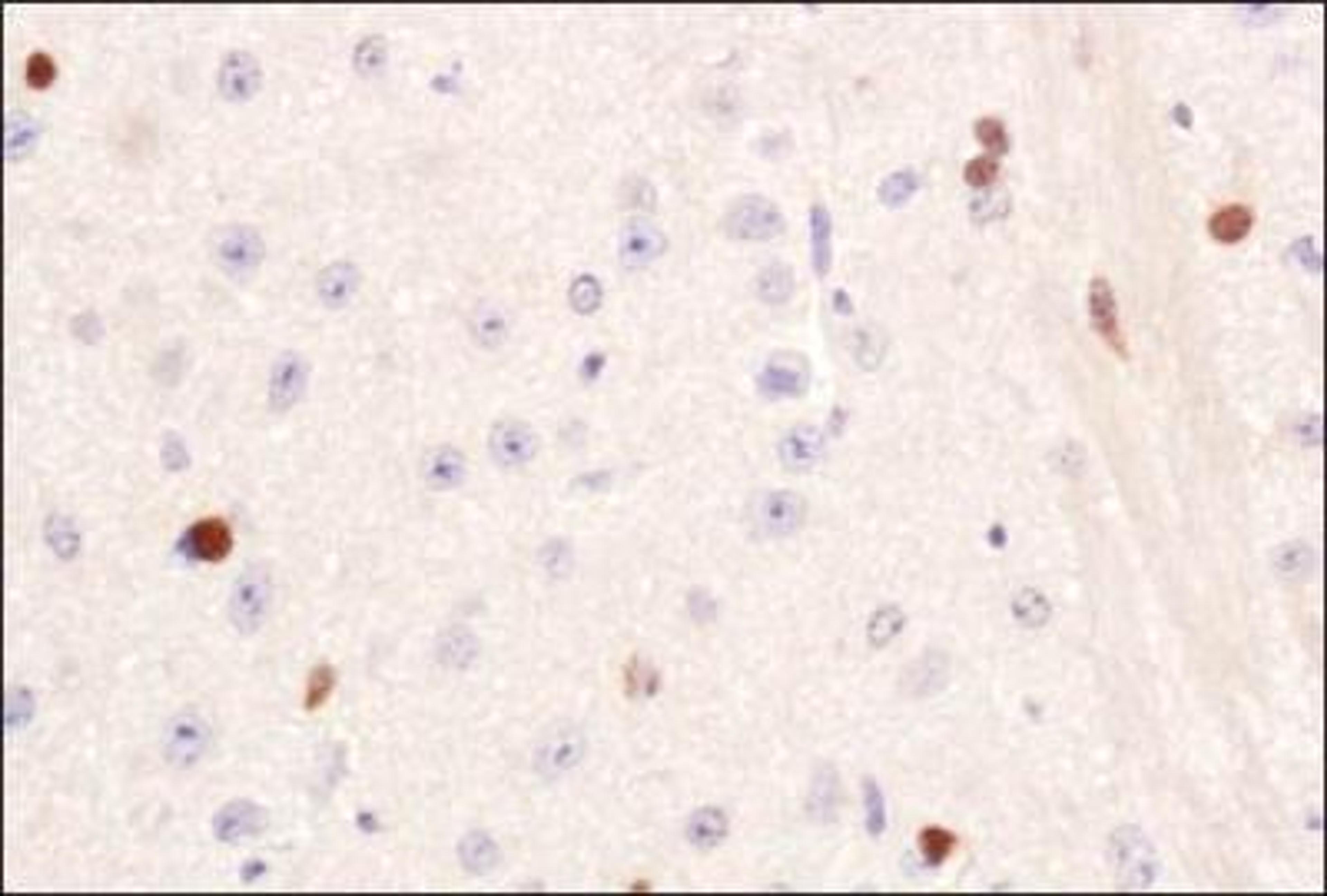 Immunohistochemistry: PIF1 Antibody [NBP1-97931] - IHC analysis of PIF1 in mouse brain using DAB with hematoxylin counterstain.