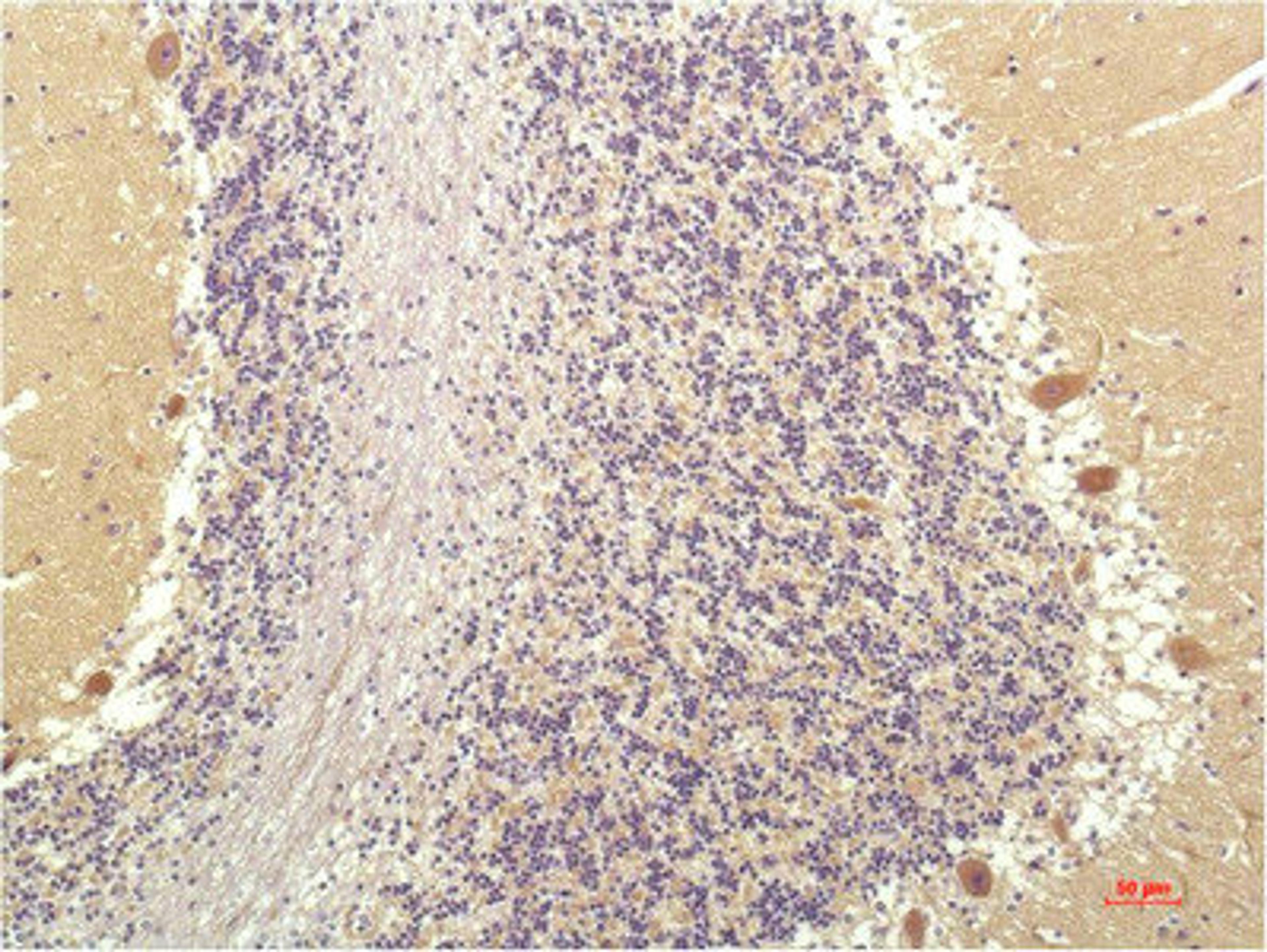 Immunohistochemical analysis of paraffin-embedded Human Brain Tissue using SGK1 Mouse mAb diluted at 1:200.
