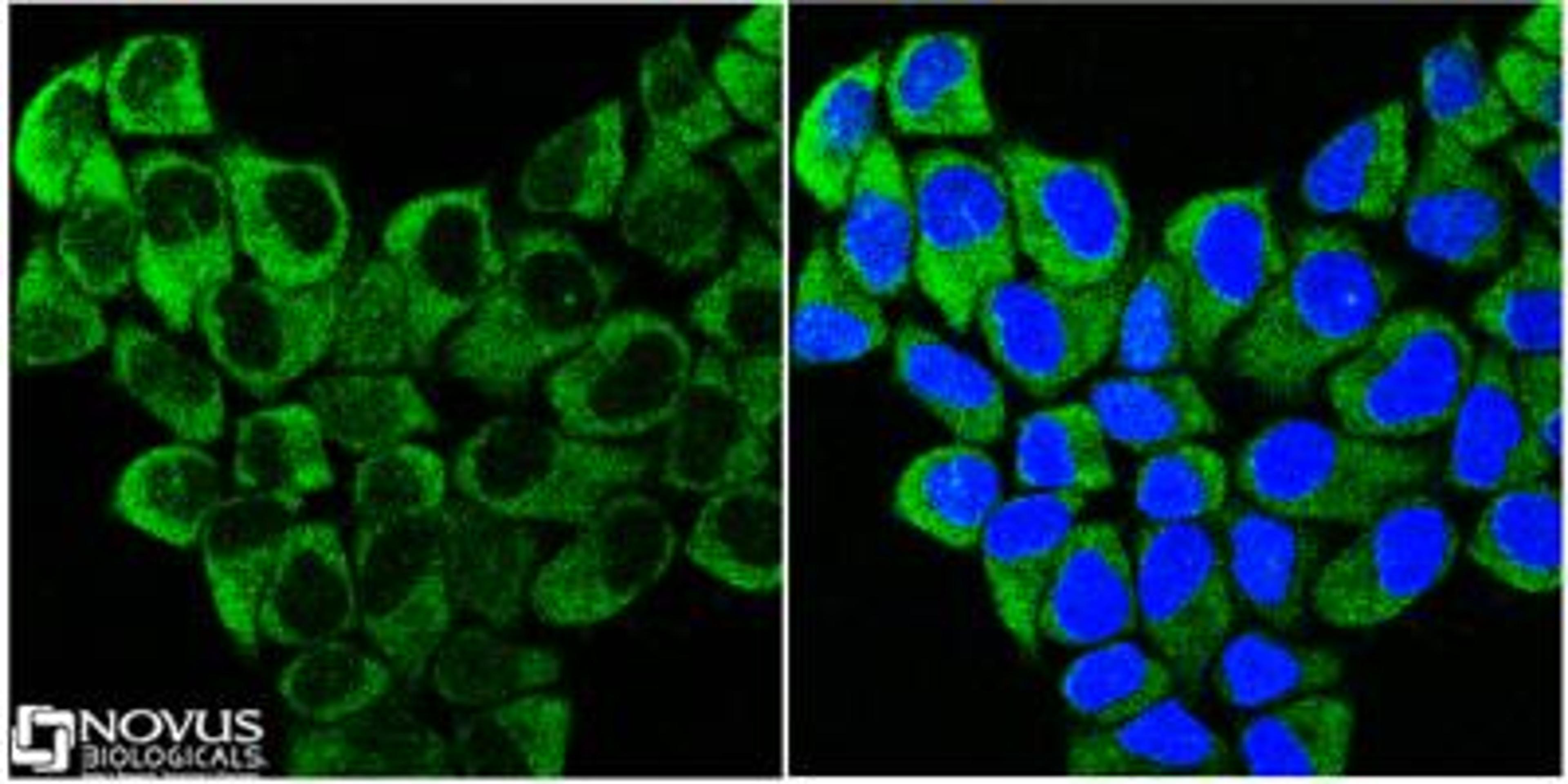 Immunocytochemistry/Immunofluorescence: GAPDH Antibody (NB615) [NB300-285] - Confocal immunofluorescence of HeLa cells using GAPDH antibody at 1:10 (green). Nuclei were counterstained with DAPI (blue).