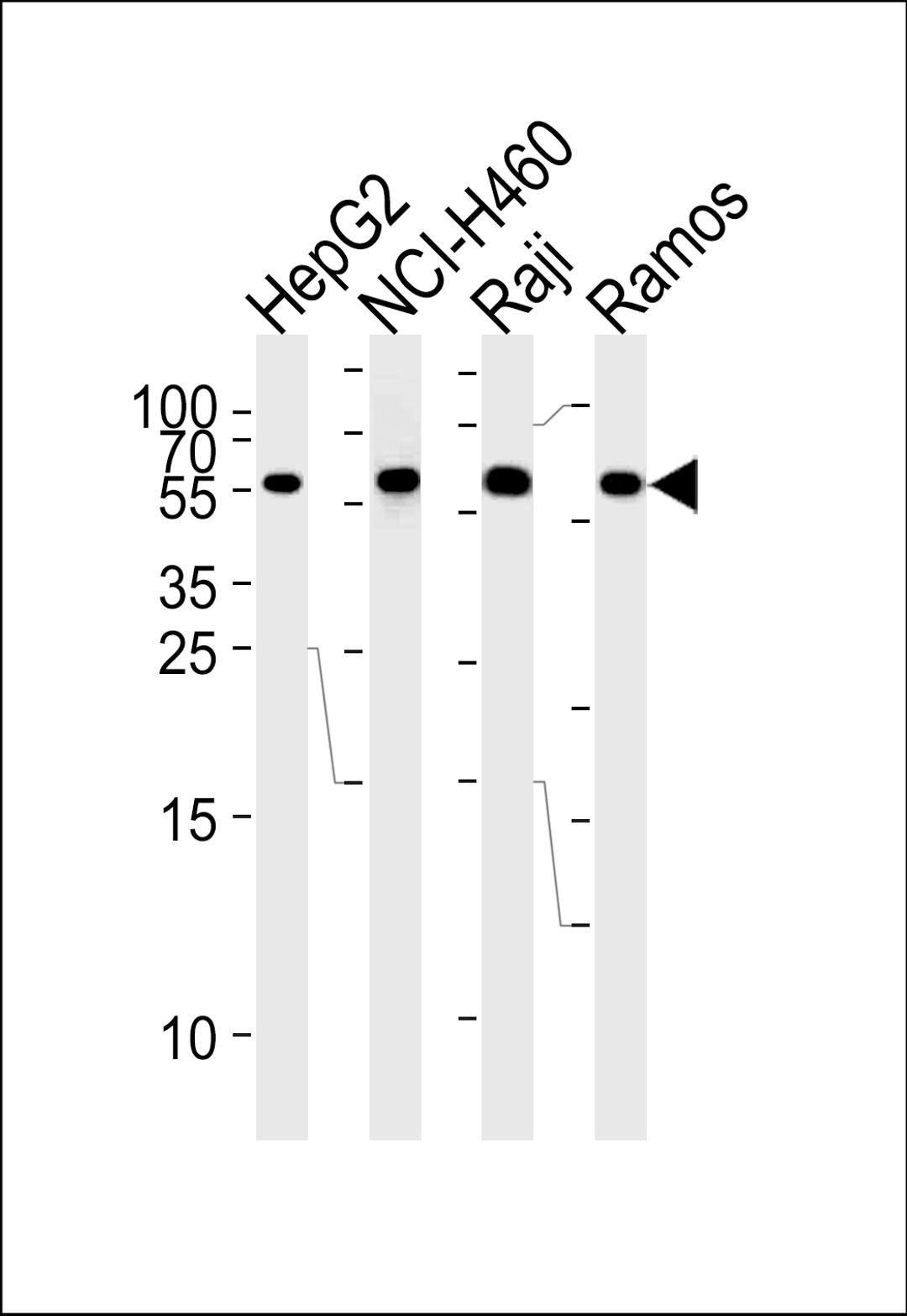 Western blot analysis of lysates from HepG2,NCI-H460,Raji,Ramos cell line (from left to right),using MMP3 Antibody .AP13536a was diluted at 1:1000 at each lane.