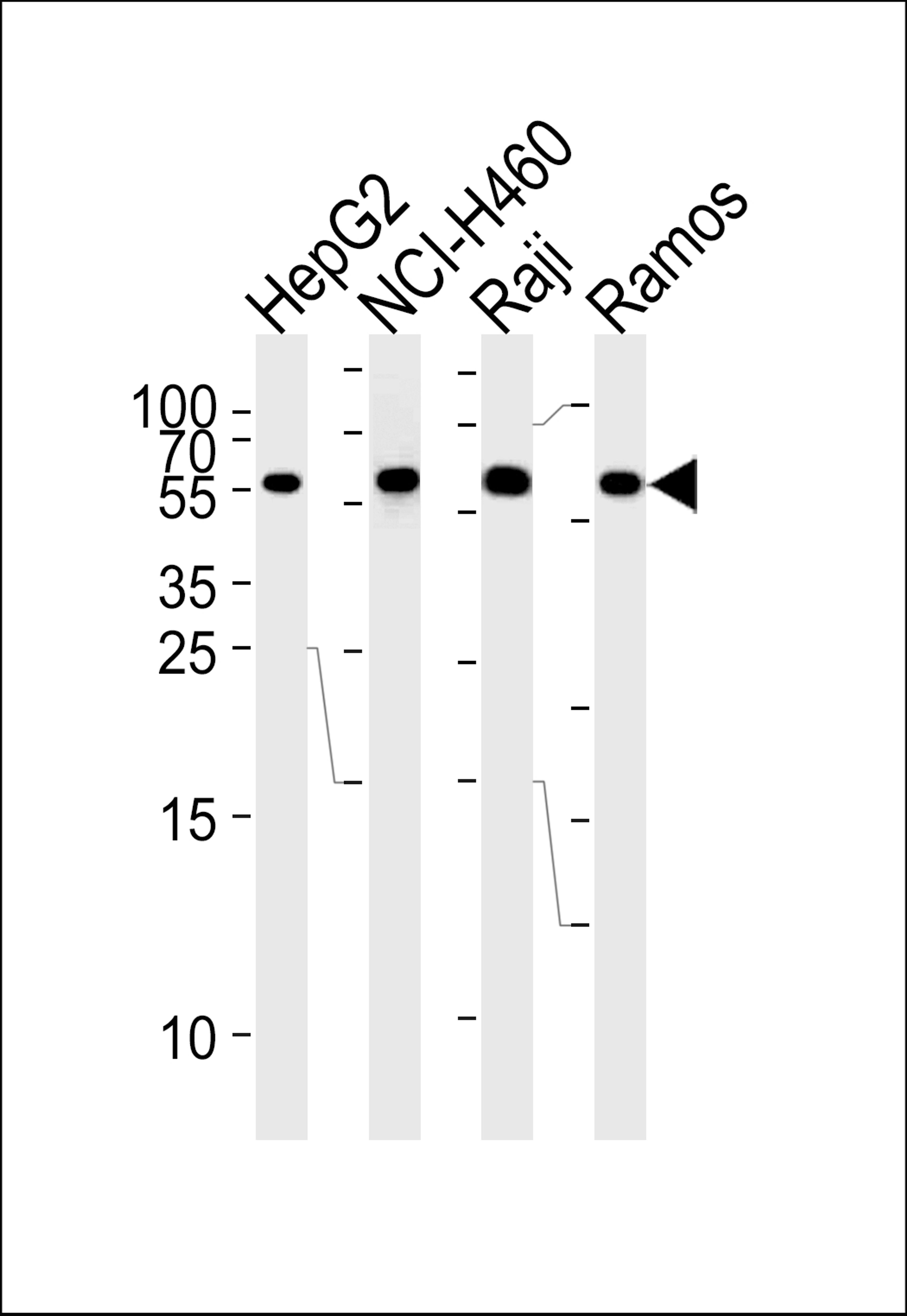 Western blot analysis of lysates from HepG2,NCI-H460,Raji,Ramos cell line (from left to right),using MMP3 Antibody .AP13536a was diluted at 1:1000 at each lane.