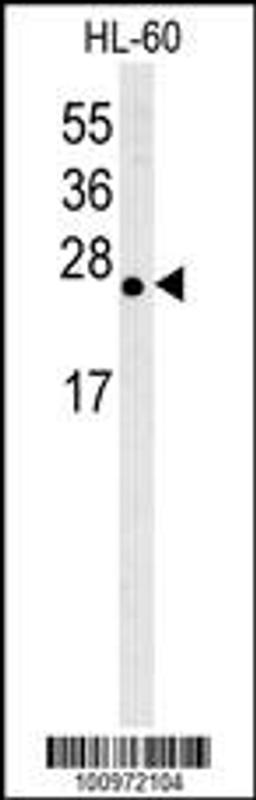 Western blot analysis of anti-Bcl-w BH3 domain Pab in HL-60 cell lysate. Bcl-w BH3 domain was detected using purified Pab.