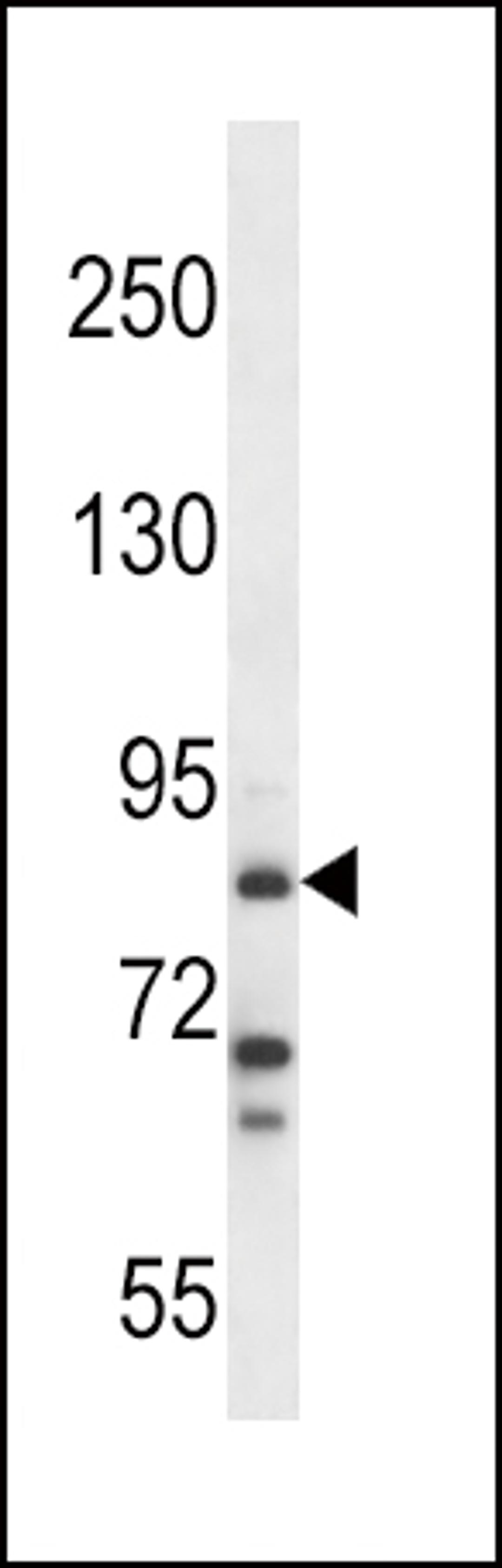 Western blot analysis in NCI-H292 cell line lysates (35ug/lane).