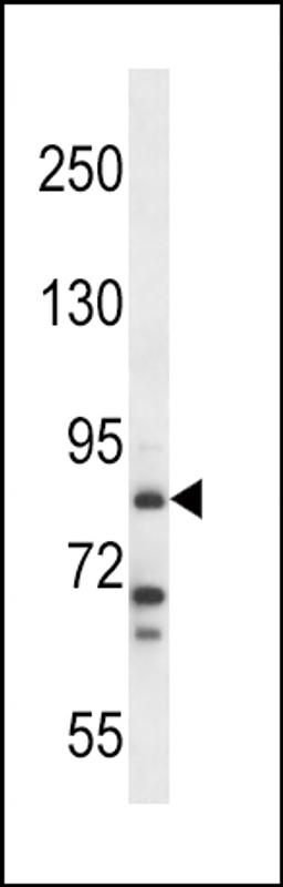 Western blot analysis in NCI-H292 cell line lysates (35ug/lane).