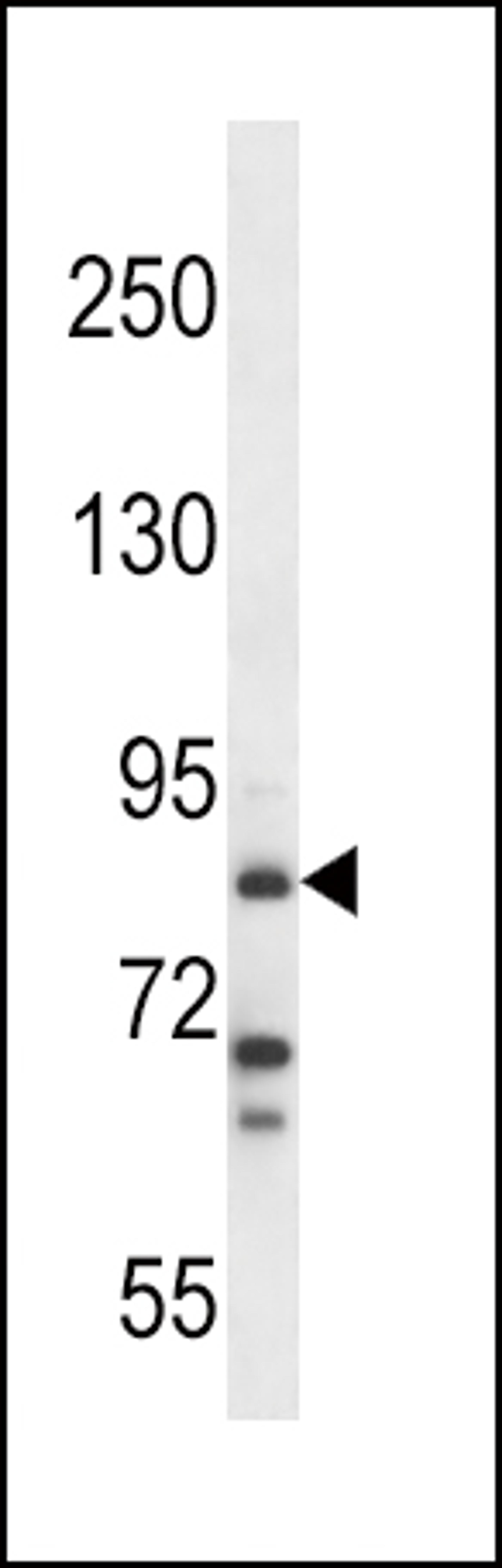 Western blot analysis in NCI-H292 cell line lysates (35ug/lane).