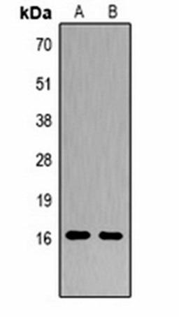 Western blot analysis of  Hela (Lane1), NIH3T3 (Lane2) whole cell lysates using Histone H3 (Citruline R2+R8+R17) antibody