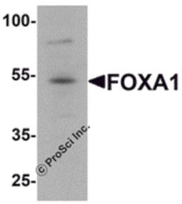 Western blot analysis of FOXA1 in 293 cell lysate with FOXA1 antibody at 1 μg/mL