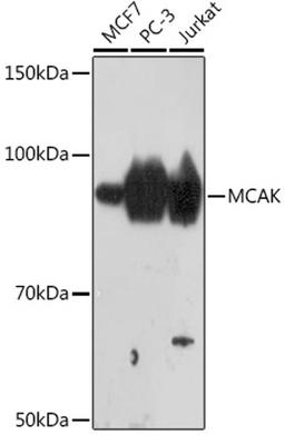 Western blot - MCAK Rabbit mAb (A9140)