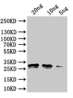 Western Blot. Positive WB detected in: recombinant protein. All lanes:rng Antibody at 1:1000. Secondary. Goat polyclonal to rabbit IgG at 1/50000 dilution. Predicted band size: 30 kDa. Observed band size:30 kDa. 