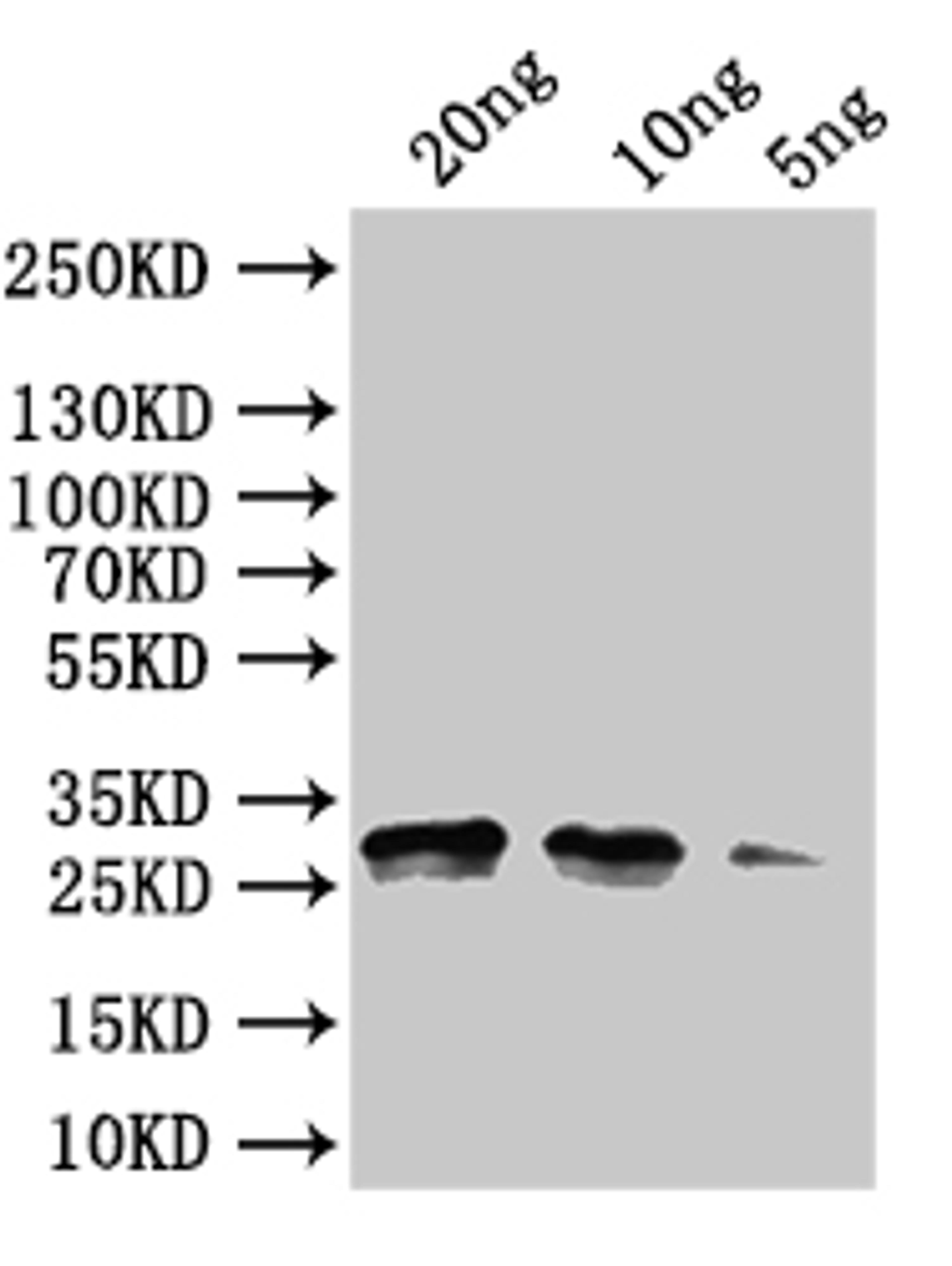 Western Blot. Positive WB detected in: recombinant protein. All lanes:rng Antibody at 1:1000. Secondary. Goat polyclonal to rabbit IgG at 1/50000 dilution. Predicted band size: 30 kDa. Observed band size:30 kDa. 
