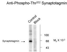 Synaptotagmin (Phospho-Thr202) Antibody