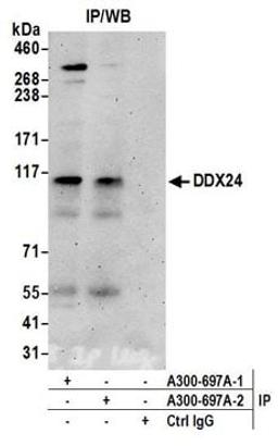 Detection of human DDX24 by western blot of immunoprecipitates.