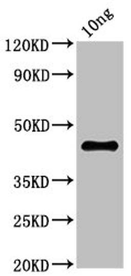 Western Blot. Positive WB detected in Recombinant protein. All lanes: NS1 antibody at 2.7ug/ml. Secondary. Goat polyclonal to rabbit IgG at 1/50000 dilution. Predicted band size: 45 kDa. Observed band size: 45 kDa. 