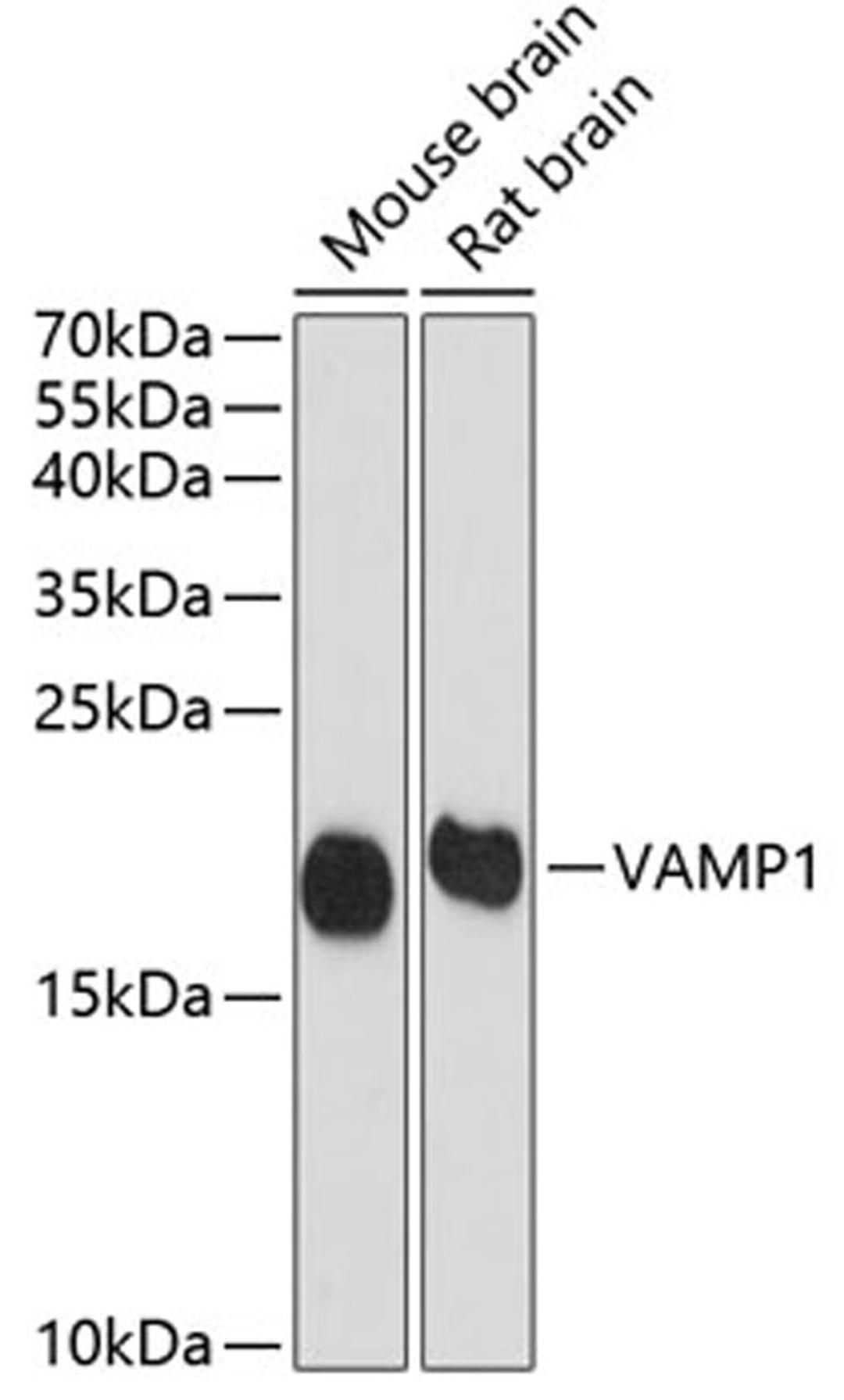 Western blot - VAMP1 antibody (A8877)