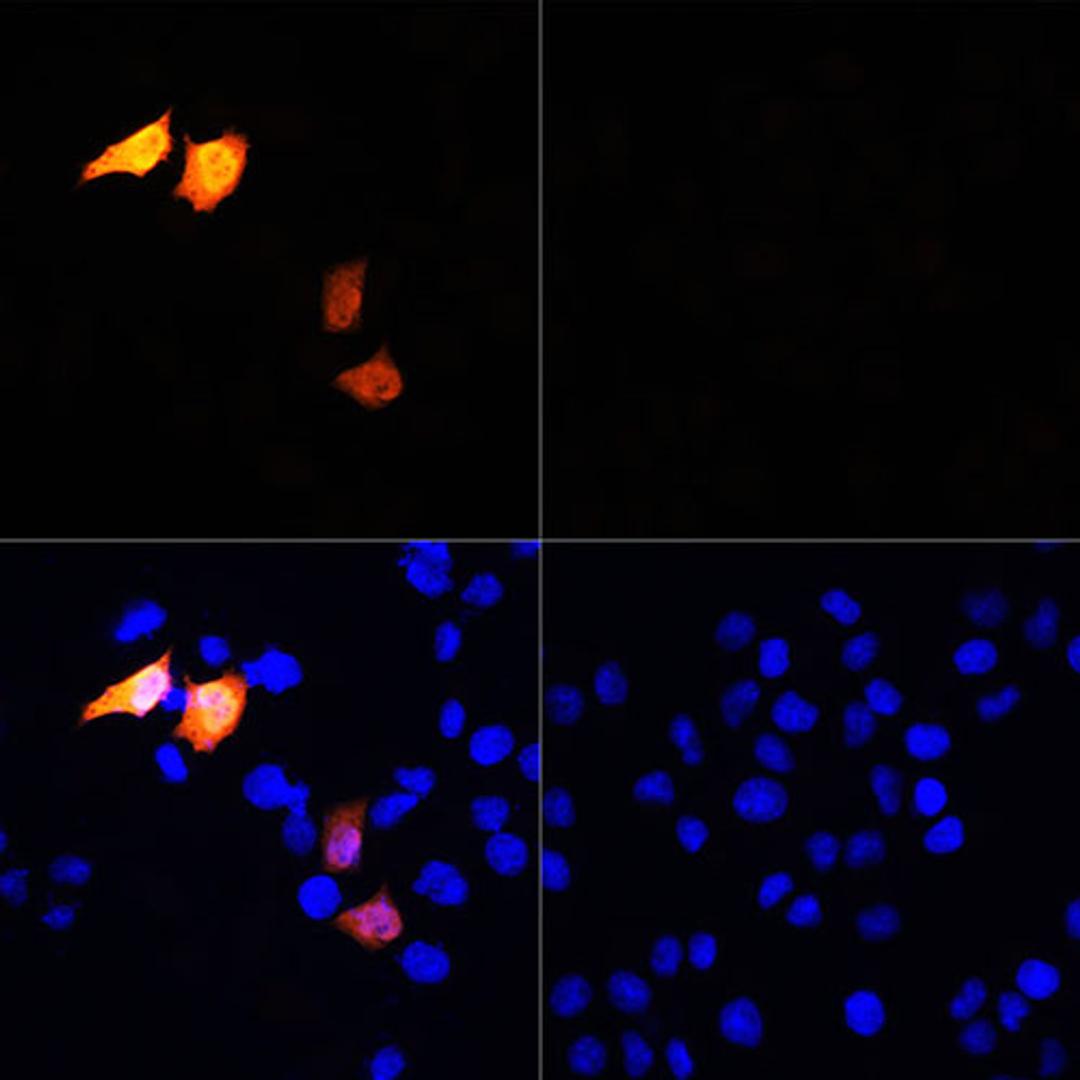 Immunofluorescence - Rabbit anti His-Tag antibody (AE068)