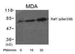 Western blot analysis of lysed extracts from MDA cells untreated or treated with PMA for the indicated times using Raf1 (Phospho-Ser338).