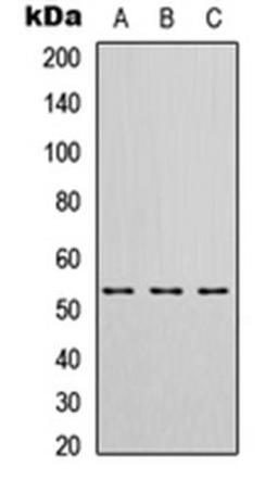 Western blot analysis of HeLa (Lane1), Raw264.7 (Lane2), H9C2 (Lane3) whole cell using HIBADH antibody